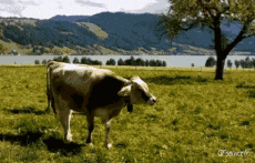 Humor -  Fun Animals Cows 01 