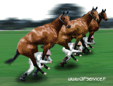 Umorismo -  Fun Animali Cavalli 01 