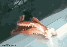 Humor -  Fun Tiere Krake 01 