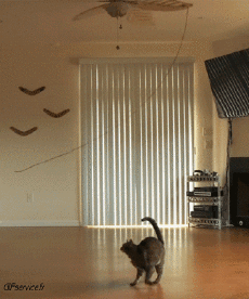 Humor -  Fun Animals Cats 05 