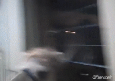 Humor - Fun Animales Camellos 01 