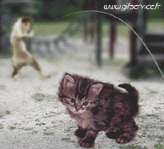 Humor -  Fun Tiere Katze 03 