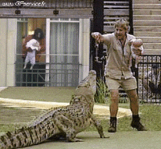 Humour - Fun Animaux Crocodiles - Caïman Serie 01 