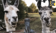 Umorismo -  Fun Animali Lama 01 