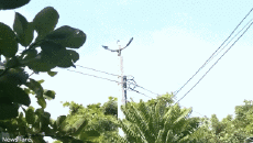 Humour - Fun Animaux Oiseaux Divers 02 