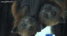Humor -  Fun Animals Bat 01 