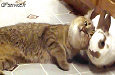 Humor -  Fun Animals Cats 04 