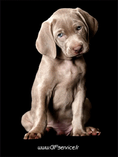 Humour - Fun Animaux Chiens Serie 01 