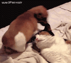 Humor - Fun Animales Perros 03 