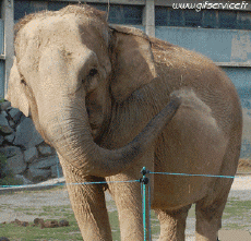 Humor - Fun Animales Elefantes 01 