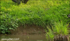 Humor - Fun Animales Monos 01 