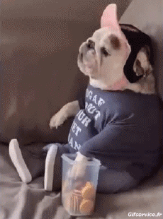 Humor - Fun Animales Perros 04 