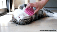 Humor -  Fun Tiere Katze 01 