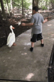 Humor - Fun Animales Pájaros Pelícanos 