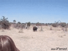 Humor -  Fun Tiere Nilpferde 01 