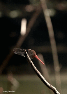 Humor -  Fun Tiere Insekten 01 