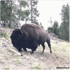 Humour - Fun Animaux Bisons Serie 01 