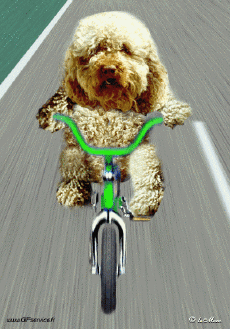 Humour - Fun Animaux Chiens Serie 01 