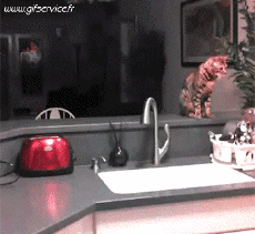 Humor -  Fun Animals Cats 04 