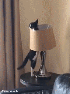 Humour - Fun Animaux Chats Serie 06 