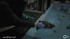 Humor -  Fun Tiere Otters 01 