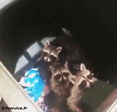 Humor -  Fun Tiere Waschbären 01 