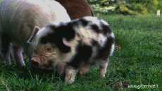 Humor -  Fun Tiere Schweine - Wildschweine 01 