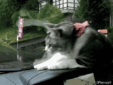 Umorismo -  Fun Animali Gatti 05 