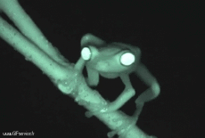 Humor -  Fun Animals Frogs 01 