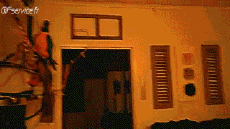 Humour - Fun Animaux Oiseaux Pérroquet Péruche 