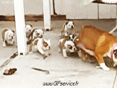 Humour - Fun Animaux Chiens Serie 03 