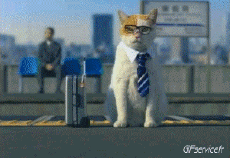 Humor -  Fun Tiere Katze 04 