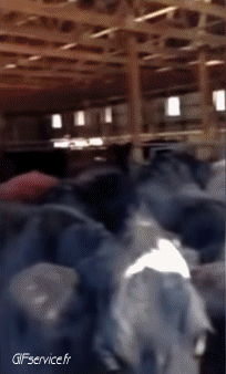 Humour - Fun Animaux Vaches Serie 01 