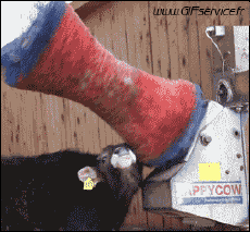 Umorismo -  Fun Animali Mucche 01 