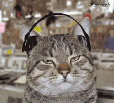 Humor -  Fun Animals Cats 04 