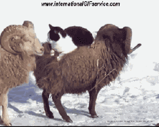 Humor - Fun Animales Gatos 01 