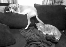 Humor -  Fun Tiere Hunde 02 