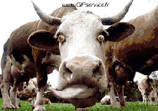 Humour - Fun Animaux Vaches Serie 01 