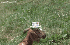 Umorismo -  Fun Animali Capre - Pizzetto 01 