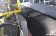 Humor -  Fun Tiere Geflügel Verschieden 