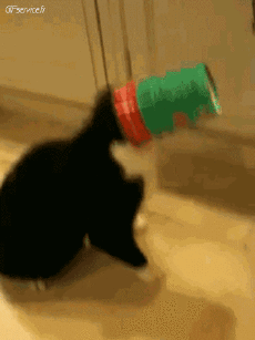 Umorismo -  Fun Animali Gatti 05 