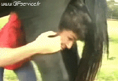 Humor -  Fun Animals Horses Serie 02 