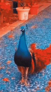 Humour - Fun Animaux Oiseaux Paon 