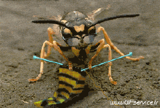 Humor -  Fun Tiere Insekten 01 