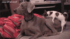 Humour - Fun Animaux Chiens Serie 02 