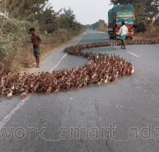 Humour - Fun Animaux Oiseaux Divers 02 