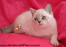 Humor - Fun Animales Gatos 01 