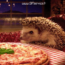 Humor -  Fun Animals Hedgehogs 01 