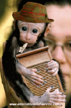 Humor -  Fun Animals Monkeys 01 