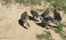 Humor -  Fun Tiere Geflügel Verschieden 